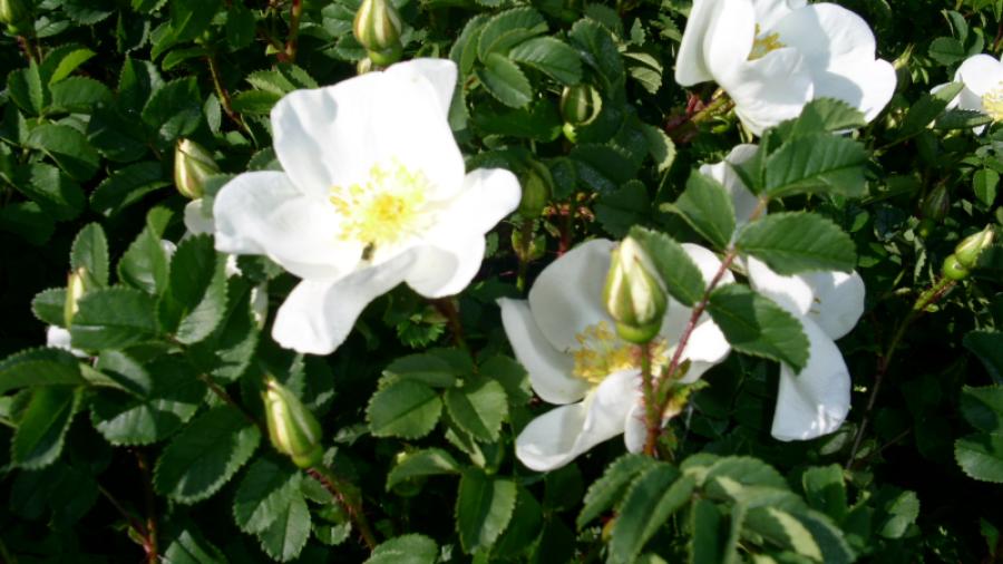 Rosa Rugosa i blom